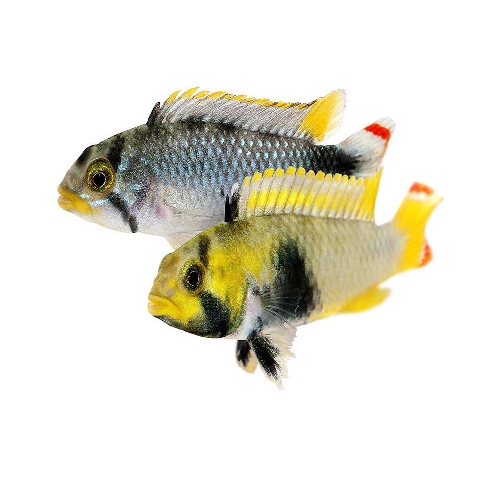 APISTOGRAMMA PANDOURINI / PANDURO le couple