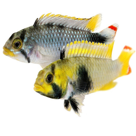 APISTOGRAMMA PANDOURINI / PANDURO le couple