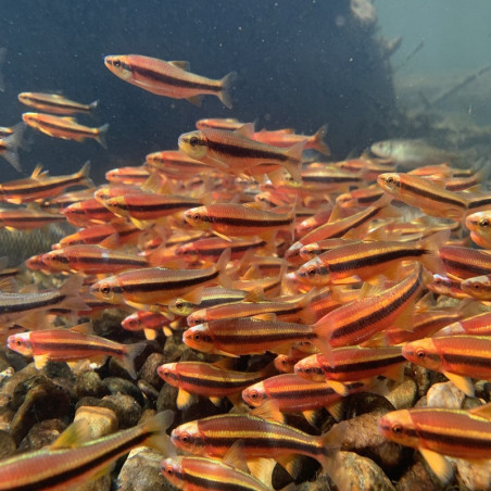 NOTROPIS LUTIPINNIS / VAIRON AMERICAIN A NAGEOIRES JAUNES