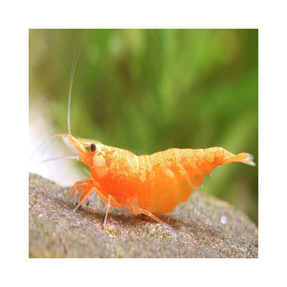 NEOCARIDINA DAVIDI PUMPKIN