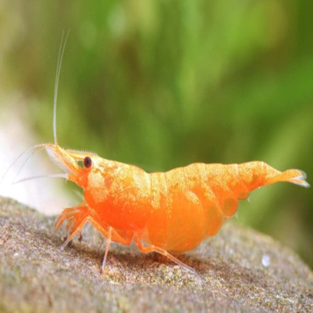 NEOCARIDINA DAVIDI PUMPKIN