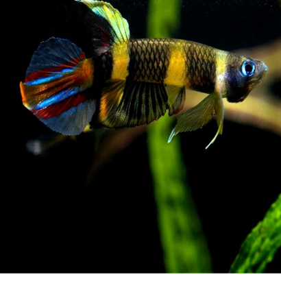 EPIPLATYS ANNULATUS / KILLI CLOWN le couple