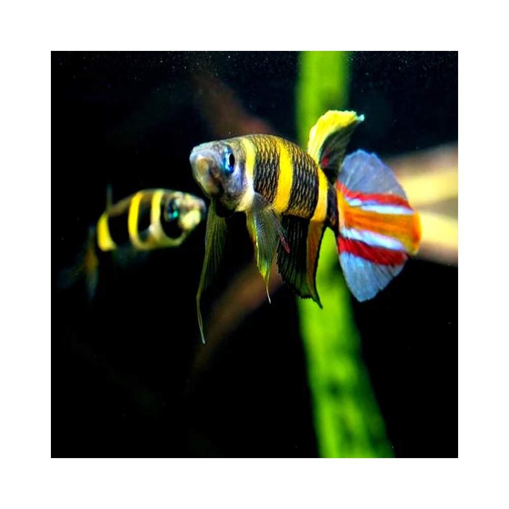 EPIPLATYS ANNULATUS / KILLI CLOWN le couple