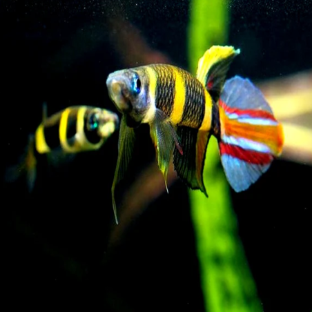 EPIPLATYS ANNULATUS / KILLI CLOWN le couple