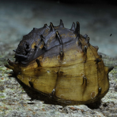 NERITINA JUTTINGAE / KING KOOPA