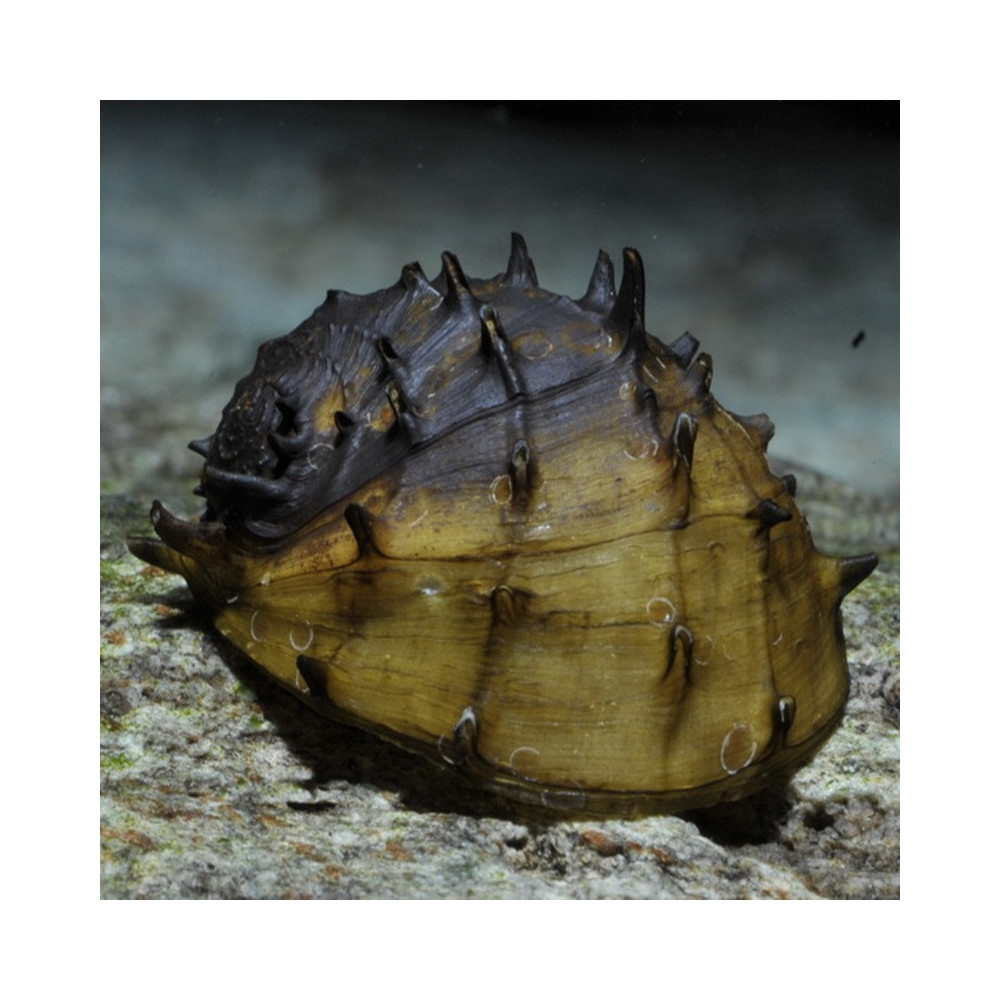 NERITINA JUTTINGAE / KING KOOPA