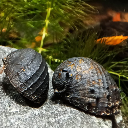NERITINA JUTTINGAE / KING KOOPA