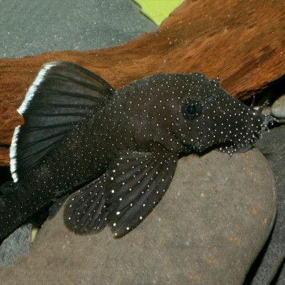 L183 ANCISTRUS WHITE SEAM / DOLICHOPTERUS