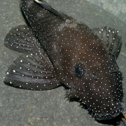 L183 ANCISTRUS WHITE SEAM / DOLICHOPTERUS