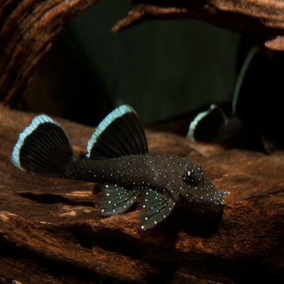 L183 ANCISTRUS WHITE SEAM / DOLICHOPTERUS