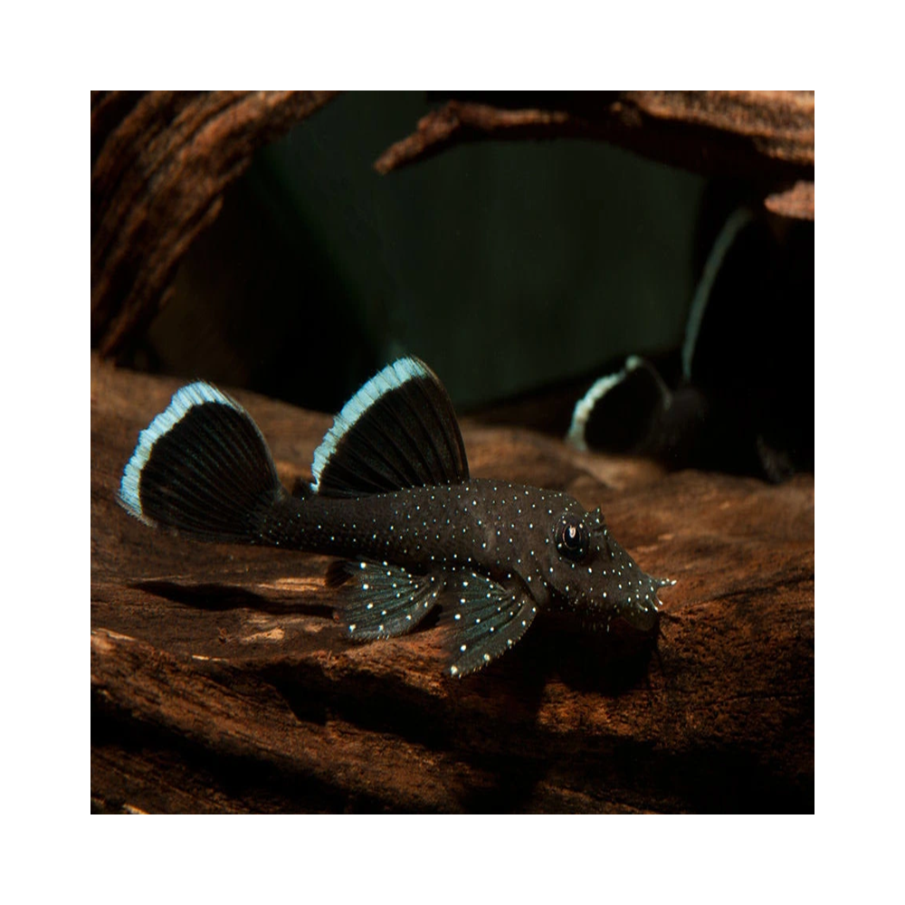 L183 ANCISTRUS WHITE SEAM / DOLICHOPTERUS
