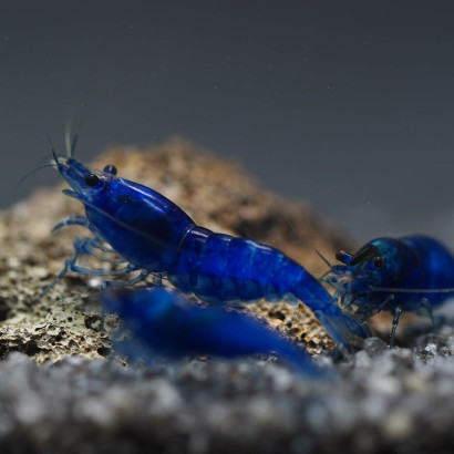 NEOCARIDINA DAVIDI BLEU VELVET / BLUE VELVET