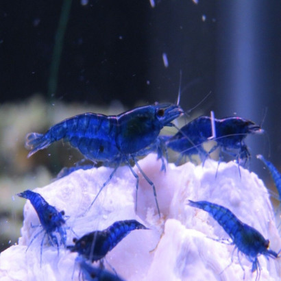 NEOCARIDINA DAVIDI BLEU VELVET / BLUE VELVET