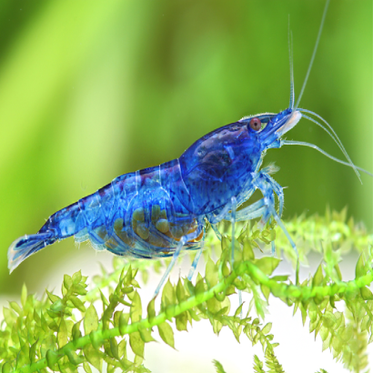 NEOCARIDINA BLEU VELVET