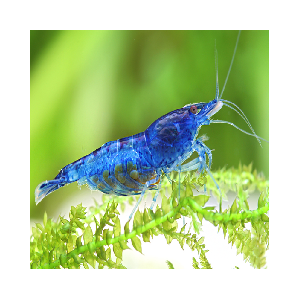 NEOCARIDINA BLEU VELVET NEOCARIDINA BLEU VELVET