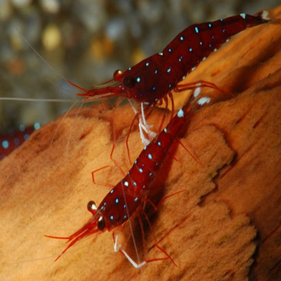 CARIDINA DENNERLI / CREVETTE CARDINAL DE SULAWESI