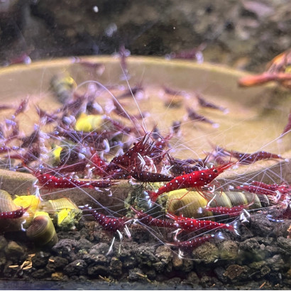 CARIDINA DENNERLI / CREVETTE CARDINAL DE SULAWESI
