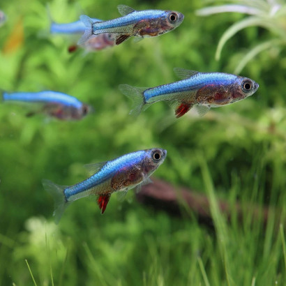 SUNDADANIO AXELRODI BLUE / RASBORA AXELRODI BLEU