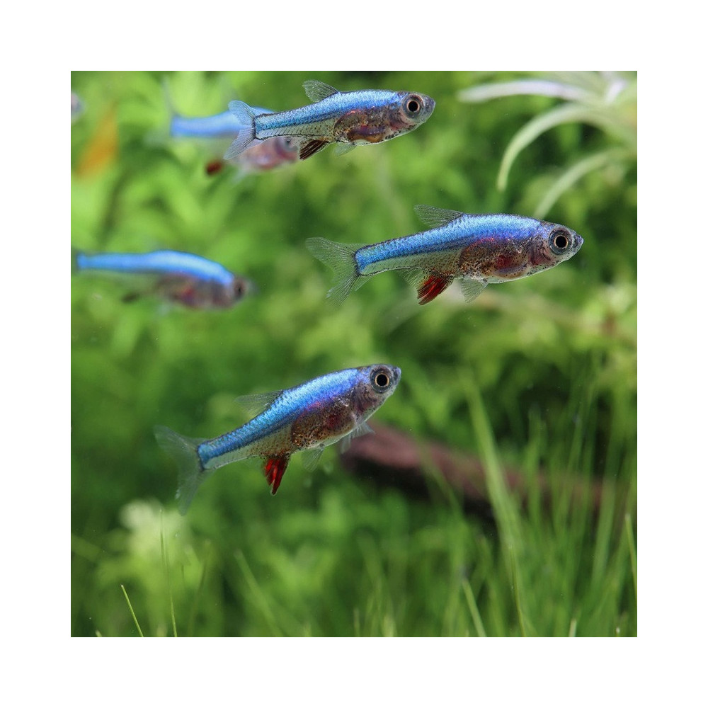 SUNDADANIO AXELRODI BLUE / RASBORA AXELRODI BLEU SUNDADANIO AXELRODI BLUE / RASBORA AXELRODI BLEU