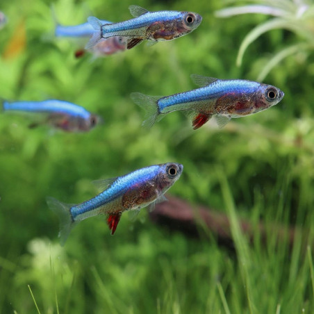 SUNDADANIO AXELRODI BLUE / RASBORA AXELRODI BLEU