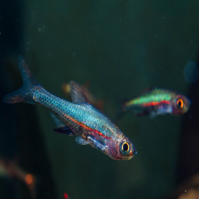 SUNDADANIO AXELRODI BLUE / RASBORA AXELRODI BLEU
