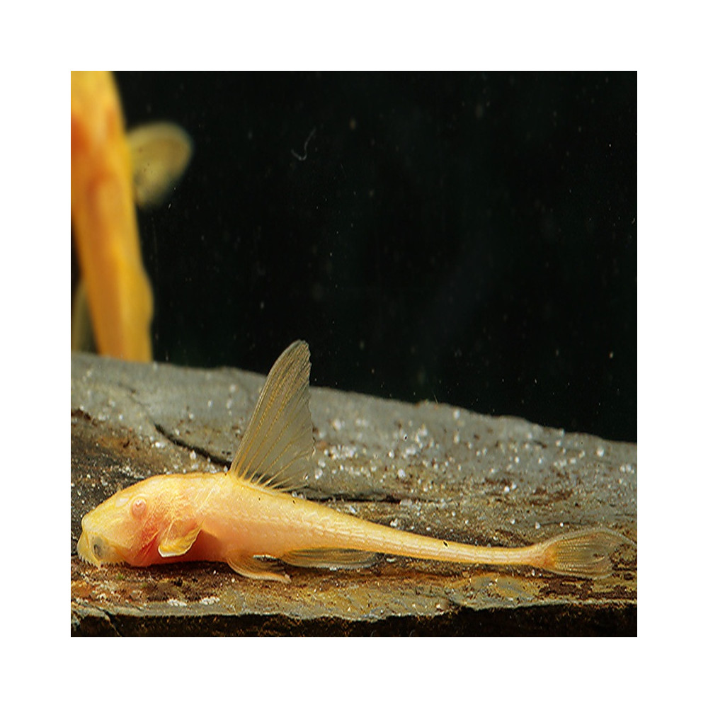 RINELORICARIA LANCEOLATA ALBINO / LORICARIA LANCEOLATA ALBINO 5cms RINELORICARIA LANCEOLATA ALBINO / LORICARIA LANCEOLATA ALBINO 5cms