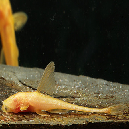 RINELORICARIA LANCEOLATA ALBINO / LORICARIA LANCEOLATA ALBINO 5cms