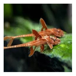 L010A RINELORICARIA SP RED / LORICARIA SP RED 5-6 cms