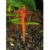 L010A RINELORICARIA SP RED / LORICARIA SP RED 5-6 cms