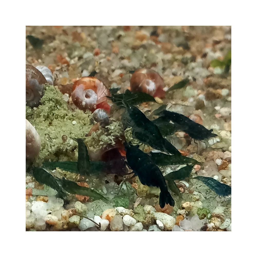 NEOCARIDINA DARK GREEN JADE NEOCARIDINA DARK GREEN JADE