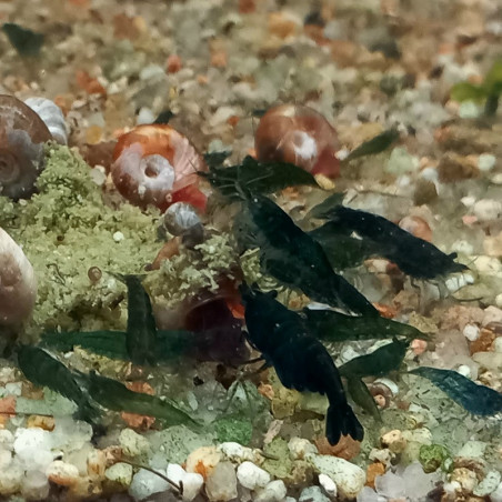 NEOCARIDINA DARK GREEN JADE