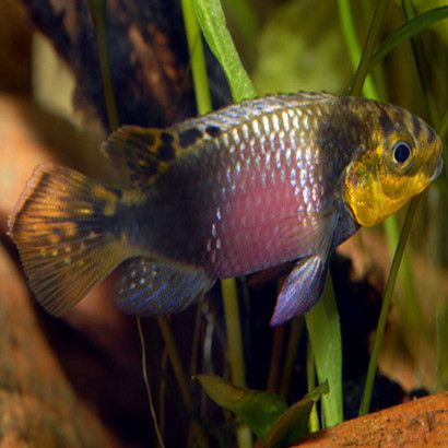PELVICACHROMIS SUBOCELATUS MATADI