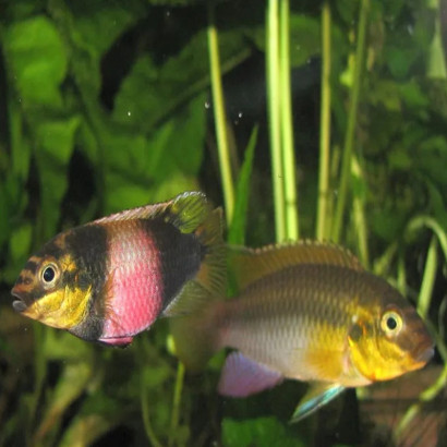 PELVICACHROMIS SUBOCELATUS MATADI