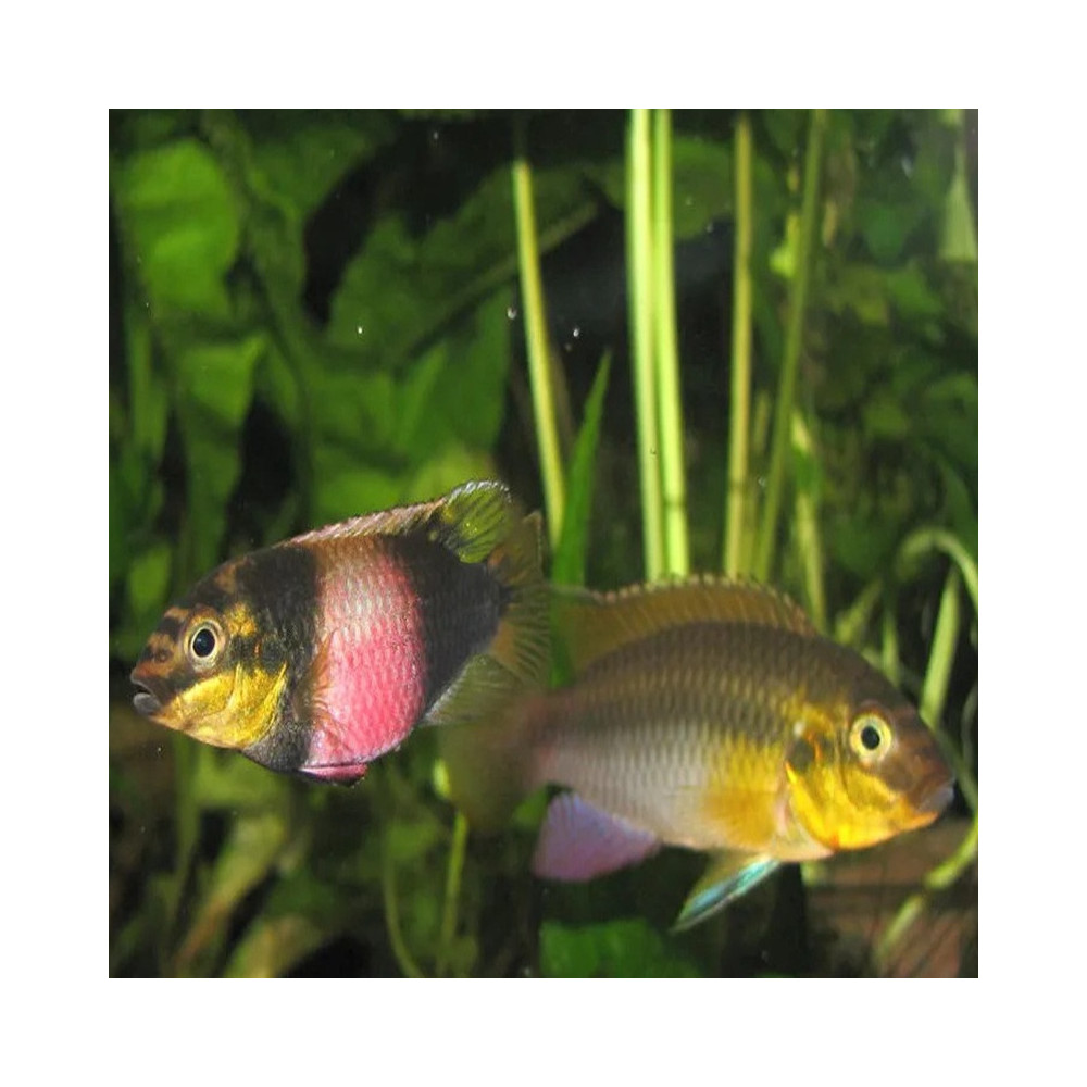 PELVICACHROMIS SUBOCELATUS MATADI PELVICACHROMIS SUBOCELATUS MATADI