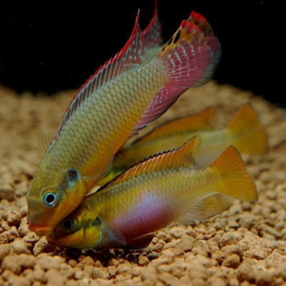 PELVICACHROMIS TAENIATUS MOLIVE