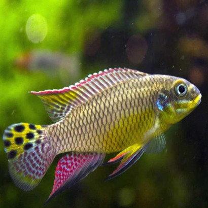 PELVICACHROMIS TAENIATUS MOLIVE
