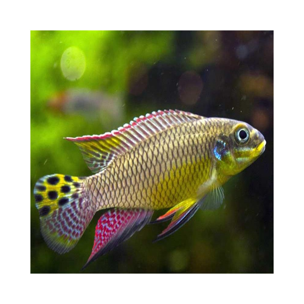 PELVICACHROMIS TAENIATUS MOLIVE PELVICACHROMIS TAENIATUS MOLIVE