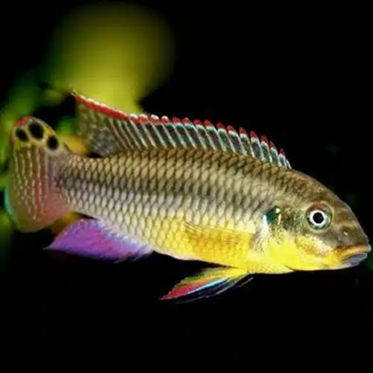 PELVICACHROMIS TAENIATUS KIENKE