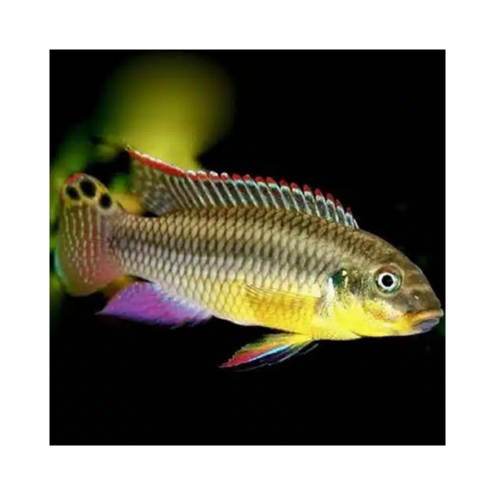 PELVICACHROMIS TAENIATUS KIENKE PELVICACHROMIS TAENIATUS KIENKE