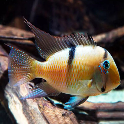 GUINACARA DACRYA