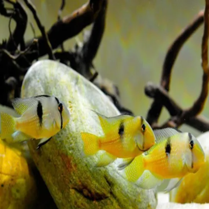GUIANACARA DACRYA / CICHLIDE BANDIT