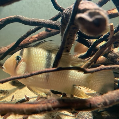 GUIANACARA DACRYA / CICHLIDE BANDIT
