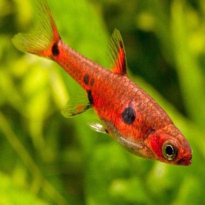 RASBORA / BORARAS MACULATUS / MACULATA