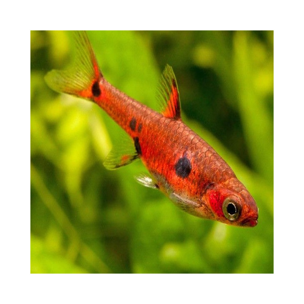 RASBORA / BORARAS MACULATUS / MACULATA RASBORA / BORARAS MACULATUS / MACULATA