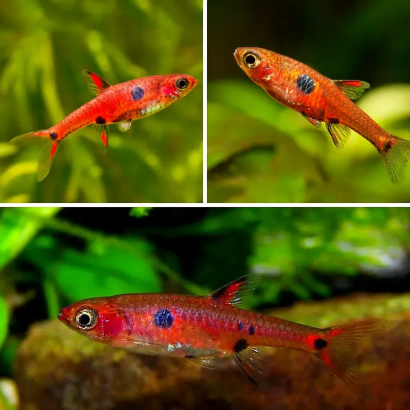 RASBORA / BORARAS MACULATUS / MACULATA