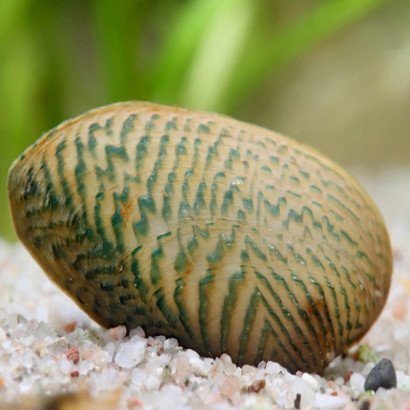 SCABIES CRISPATA