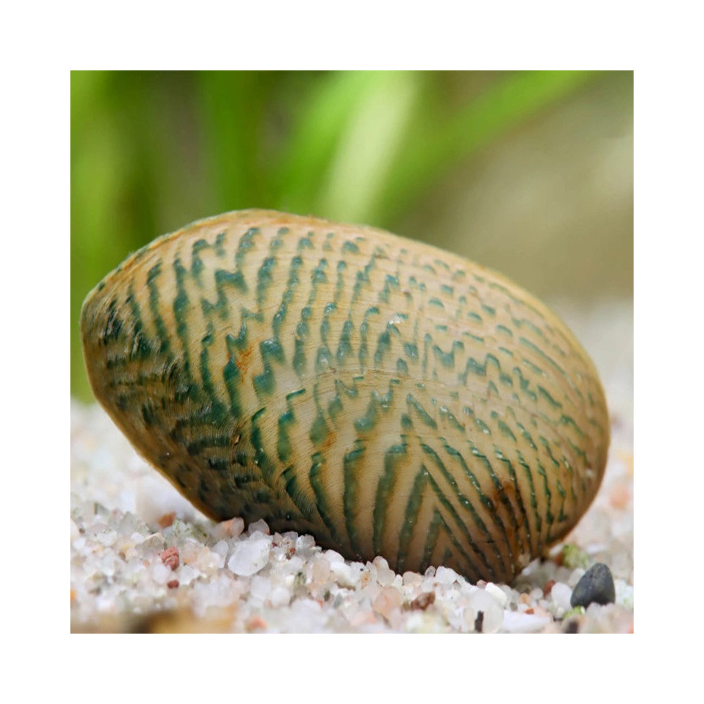 SCABIES CRISPATA SCABIES CRISPATA