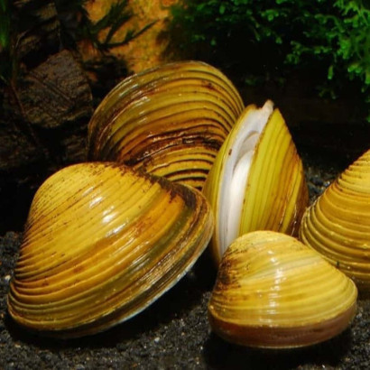 CORBICULA JAVANICUS " yellow clam"
