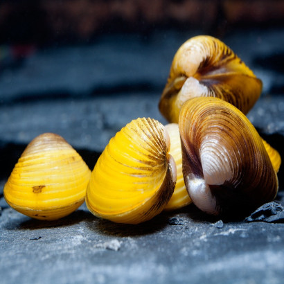 CORBICULA JAVANICUS " yellow clam"