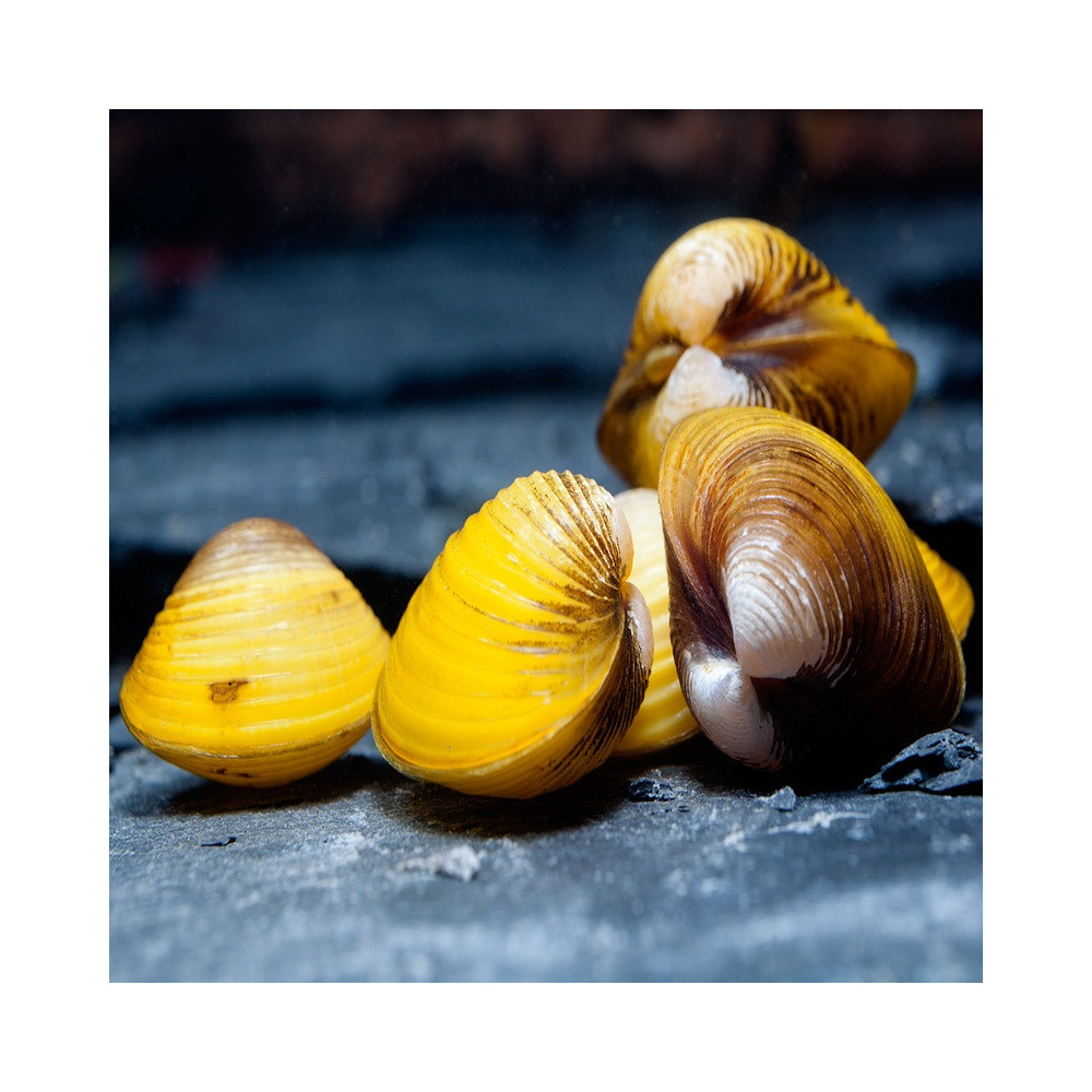 CORBICULA JAVANICUS " yellow clam"